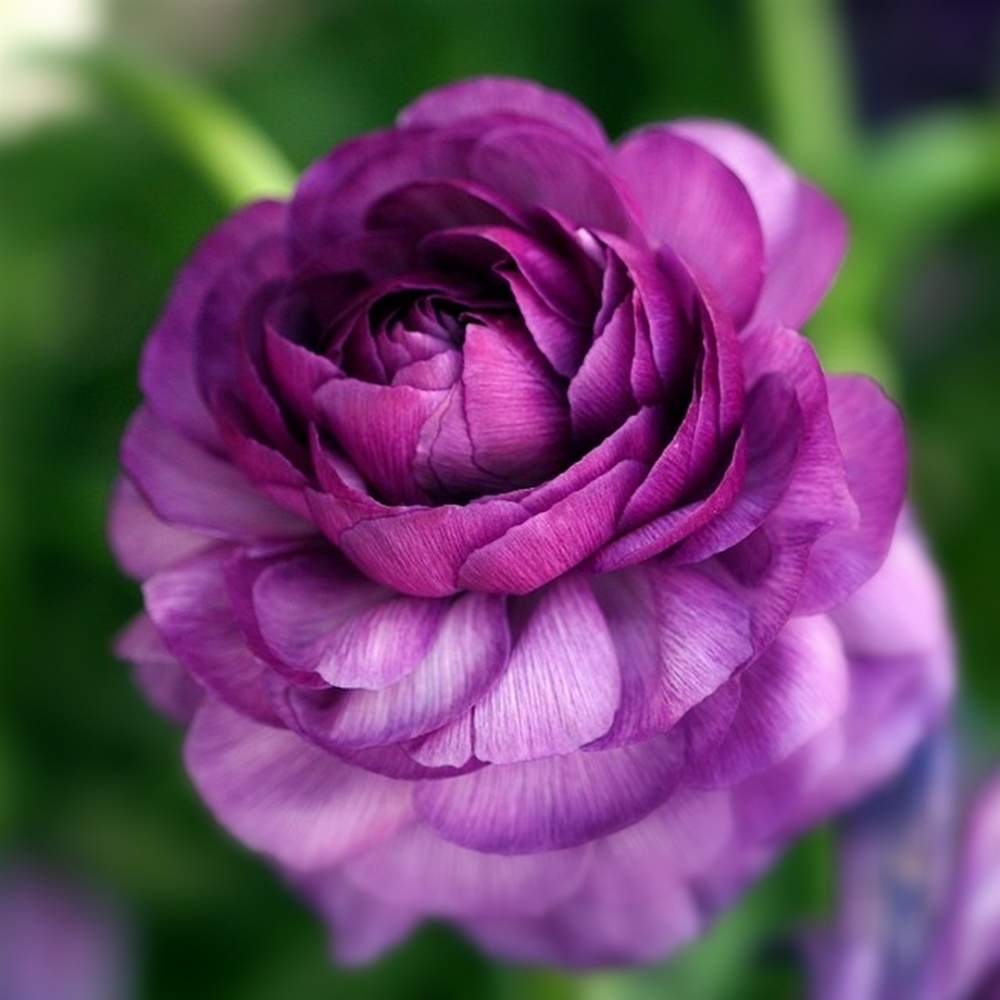 ラナンキュラスの投稿画像 By Kagraさん お出かけ先と紫の花と花のある暮らしと綺麗な花と紫の花と花のある暮らしと綺麗な花 月1月26日 Greensnap グリーンスナップ Greensnap グリーンスナップ
