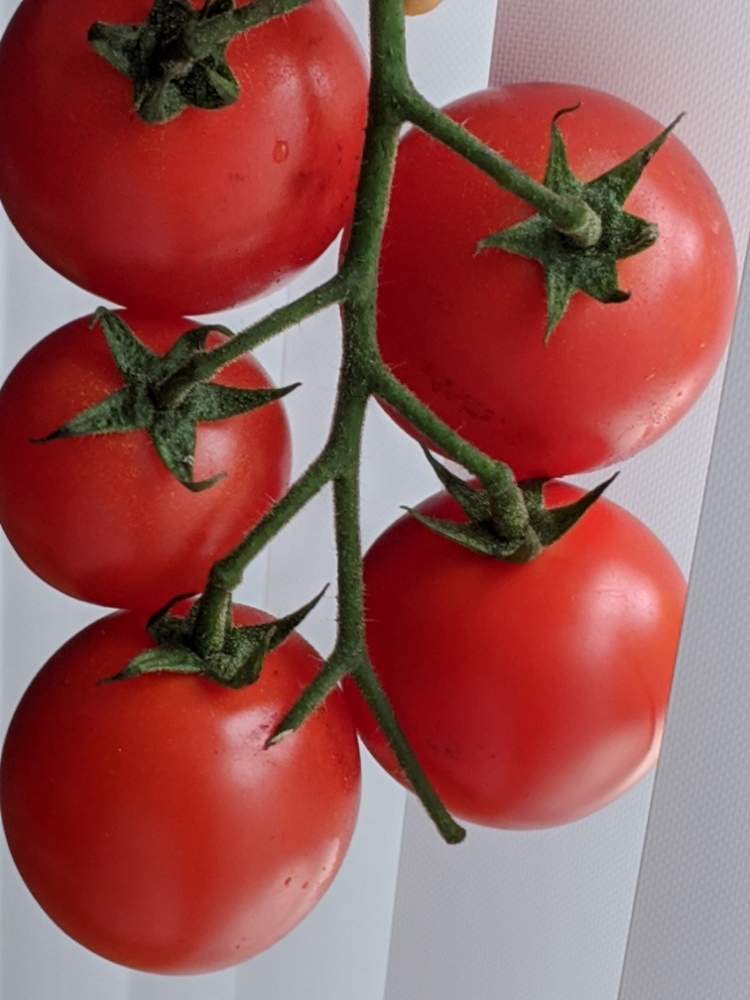 ミニトマトの投稿画像 By ゆきさん かわいいと赤い実と花のある暮らしとgs映え 月1月26日 Greensnap グリーンスナップ