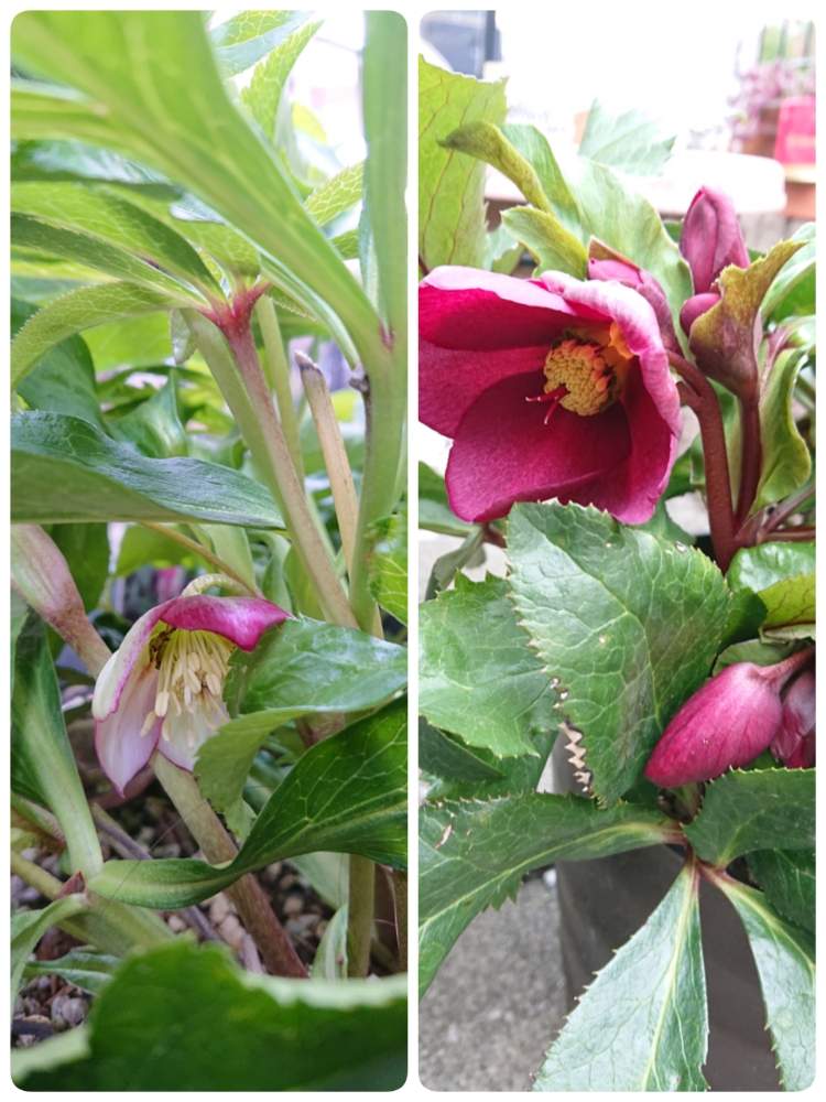 クリスマスローズ ピコティの投稿画像 By ぼぼんばさん 氷の薔薇とみどりのある暮らしとさいた とクリスマスローズ愛同盟と綺麗と クリスマスローズ と花のある暮らしとかわいいといやし とクリスマスローズ 氷の薔薇 月1月26日 Greensnap グリーンスナップ