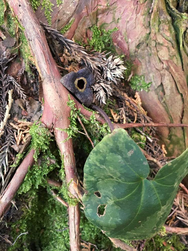 カンアオイの投稿画像 By Garden Eijiさん 里山歩きと中央フリーウェイ 月1月26日 Greensnap グリーンスナップ