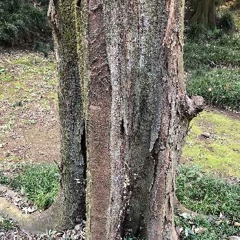 樹皮図鑑の画像 by ハメドさん | ムクノキとお散歩と樹木と落葉高木とニレ科と樹皮と樹皮図鑑