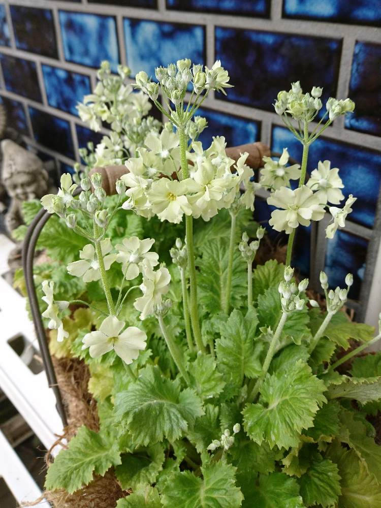 サクラソウ ウィンティの投稿画像 By ちっちさんさん サクラソウ ウインティー ライムグリーンとウィンティーとプリムラ属とバスケットと寄せ植えとサントリーウインティー と花のある暮らしと プリムラとプリムラウィンティー 月1月26日 Greensnap グリーン