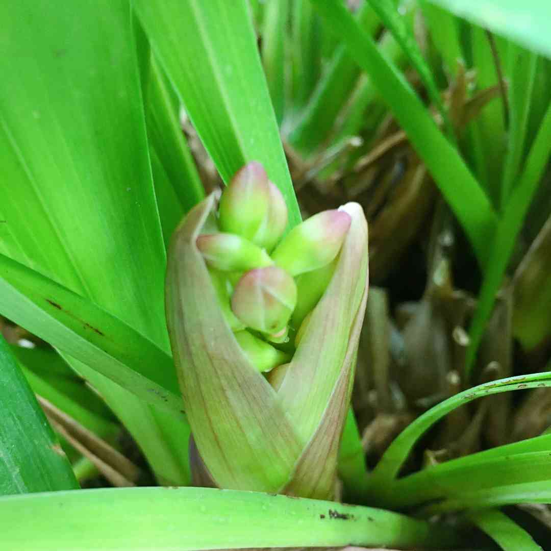 シンビジウム: 植え付け、成長、世話 庭園