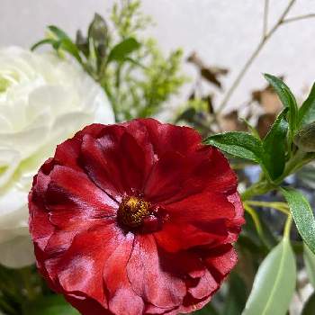 ヤバイキュラスの投稿画像一覧 Greensnap グリーンスナップ