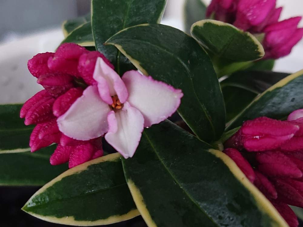 沈丁花の投稿画像 By Niikaさん ベランダガーデニングと植木と花のある暮らし 月1月26日 Greensnap グリーンスナップ