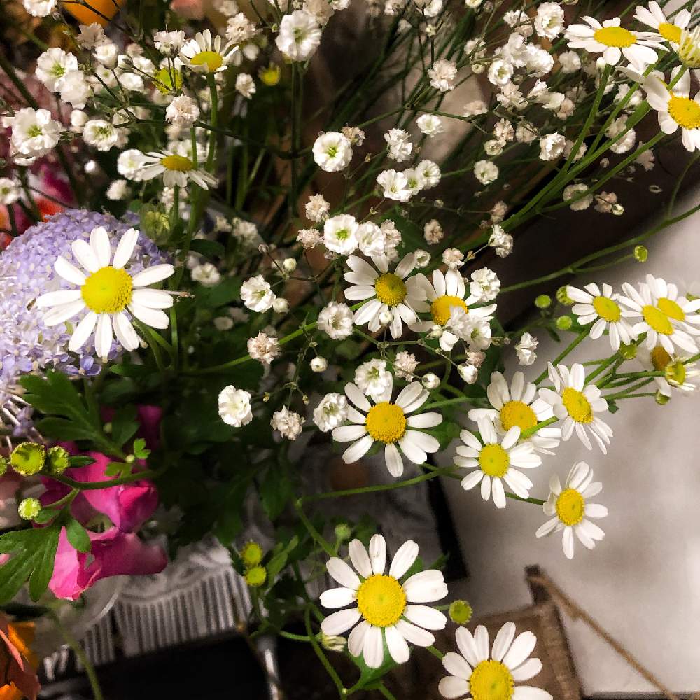 マトリカリアの投稿画像 By ジーンさん 花に囲まれたいと可愛い花と花のある生活と花祭りと花好きと花のある暮らしと切り花 月1月26日 Greensnap グリーンスナップ