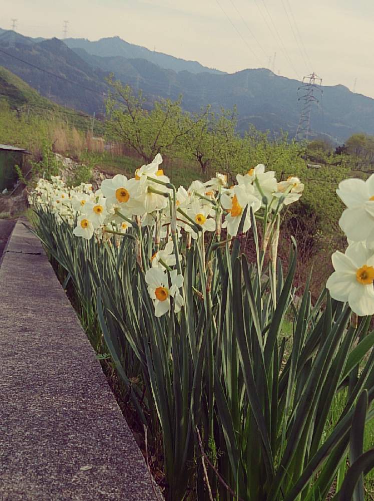 寒さに強いの投稿画像 By チコちゃんさん 柿やまとはるが来た と花のある暮らしと乾燥に強い 月1月26日 Greensnap グリーンスナップ