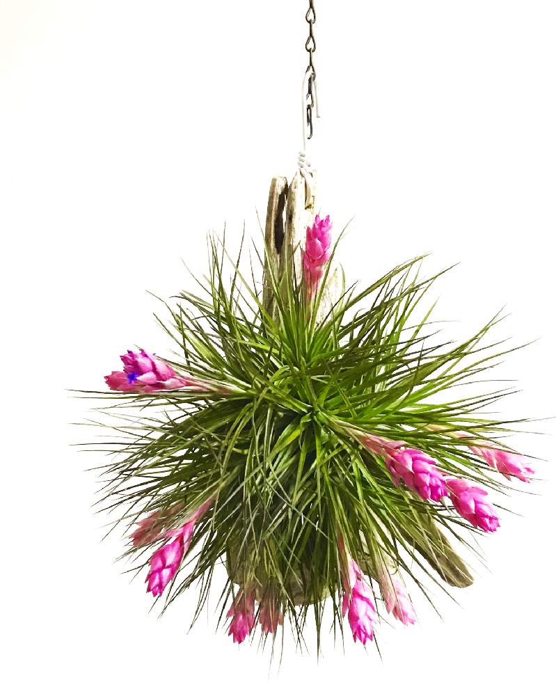 Tillandsia Strictaの投稿画像 By Yoshiさん 着生植物と冬に咲く花フォトコンと着生とクランプとチランジア ストリクタとチランジア属とtillandsia と流木と花のある暮らしとエアプランツとエアープランツ チランジアと城ノ越園芸 月1月26日 Greensnap