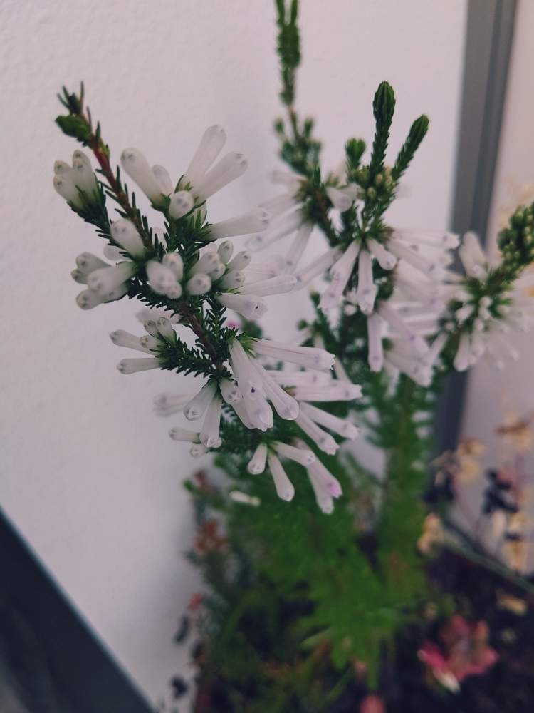 エリカ ホワイトデライトの投稿画像 By せつらさん エリカホワイトデライトと寒さに負けないとみどりのある暮らしとエリカ属と植中毒と花のある暮らしとお花と白い花と筒状花とベランダーと常緑低木と面白いと筒状の花と筒型の花 月1月26日 Greensnap