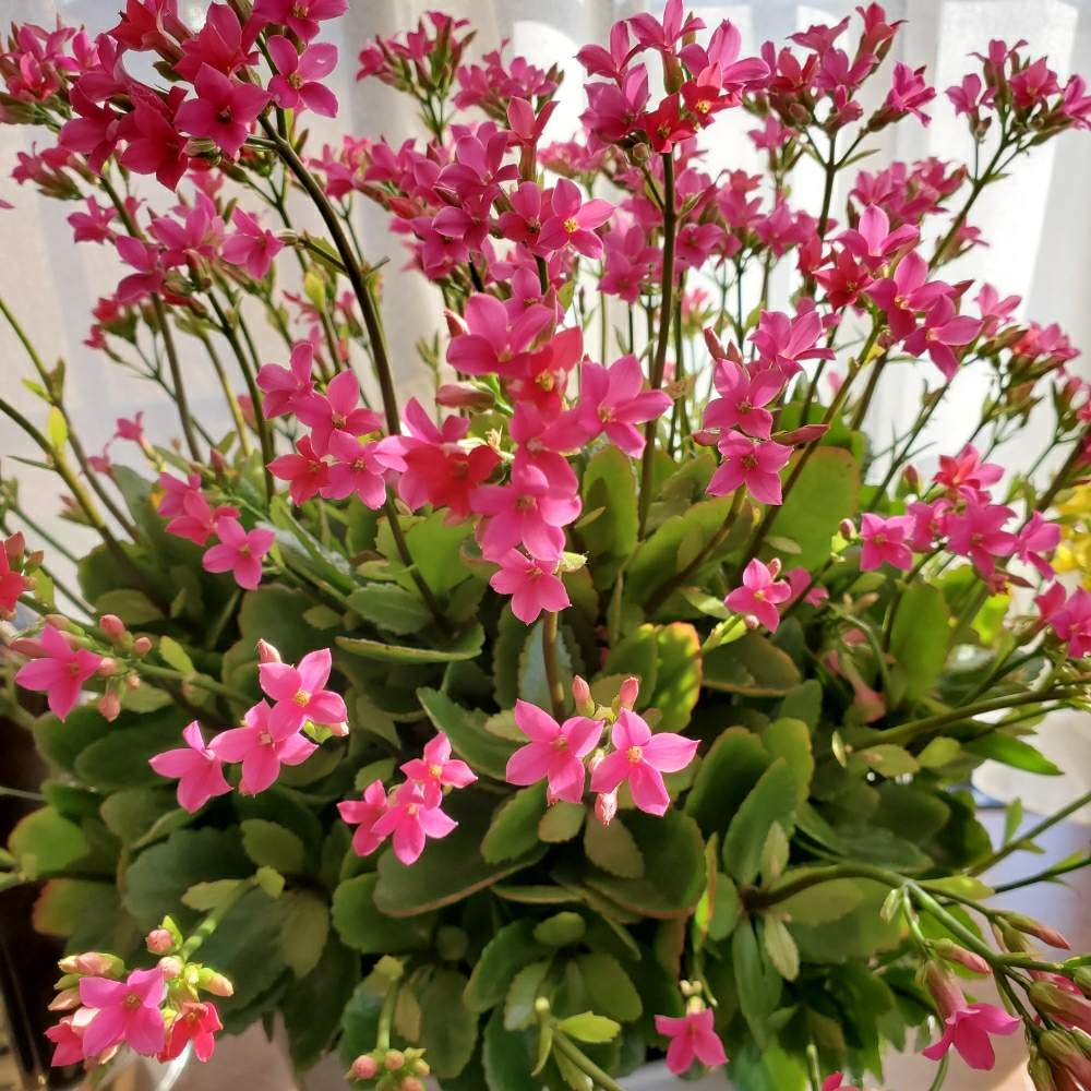 カランコエの投稿画像 By Momoさん 花のある風景と今日の私の写真と花のある日常と鉢植えと花好きと花のある暮らしと花癒し 月1月26日 Greensnap グリーンスナップ