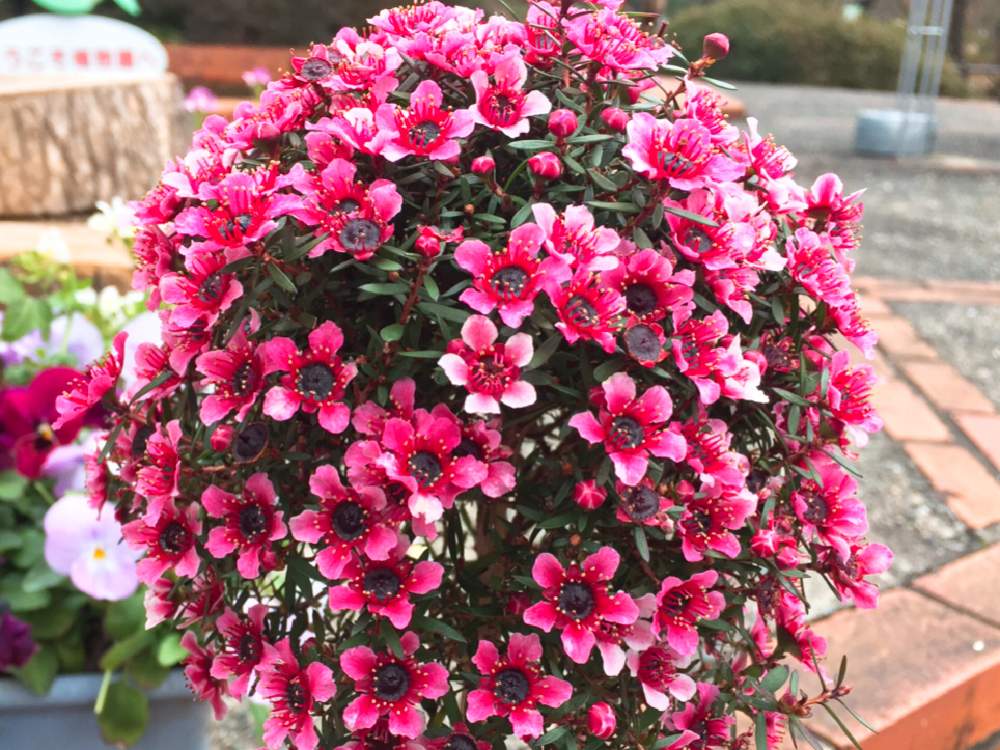 ギョリュウバイの投稿画像 By おんぷ さん キュンキュン乙女倶楽部と ギョリュウバイとまんまるとお花が好き と ღ ற かわゅ と花のある暮らしとiphone撮影 月1月27日 Greensnap グリーンスナップ