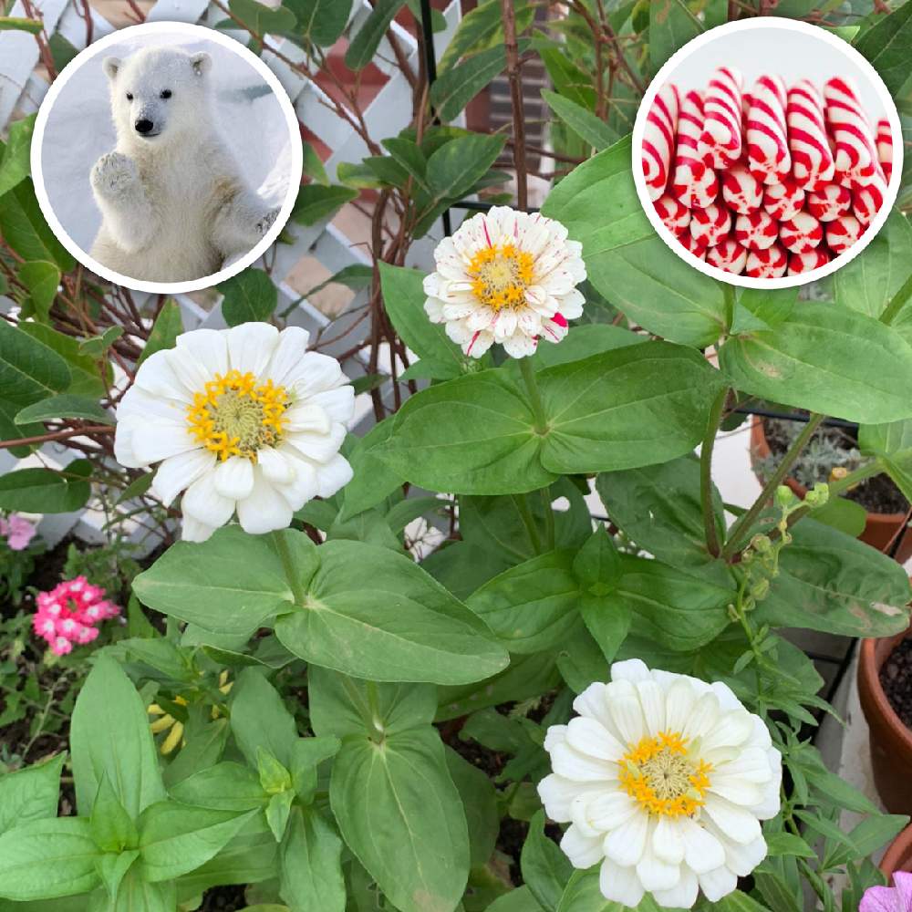 ジニアの投稿画像 By Chiekittaさん ジニア 百日草 とジニア ペパーミントスティックとジニアポーラベアーとsydneyと種まきと種からと 種まきから育てるとオーストラリアと花のある暮らしとaustralia 月1月27日 Greensnap グリーンスナップ