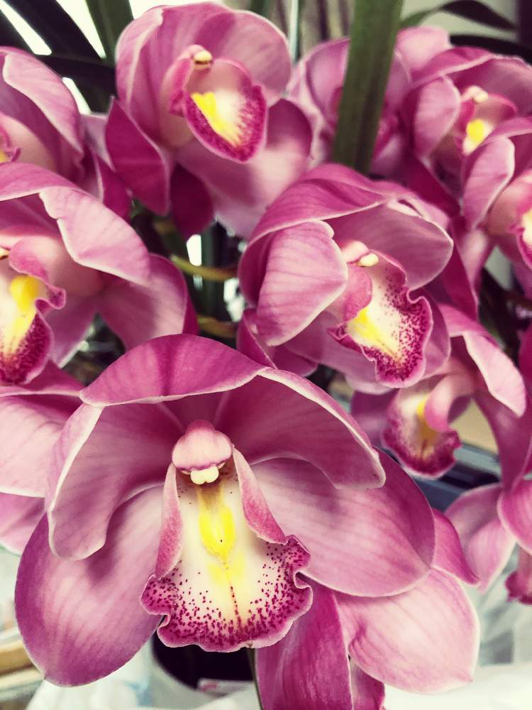 シンビジウム ジュジュの投稿画像 By Weima Gardenさん ジョイフル本田千葉ニュータウン店とお出かけ先 と花いっぱい と花のある暮らしと大好き と共に生きると憧れと頑張れ 日本 月1月27日 Greensnap グリーンスナップ