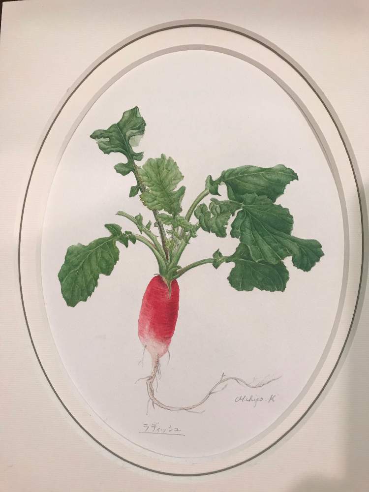 ラディッシュの投稿画像 By ミッチーさん 部屋と多肉植物とワンコと暮らすとボタニカルアートとニャンコと暮らすと感謝を込めてと花 のある暮らしと多肉植物とワンコと暮らすとボタニカルアートとニャンコと暮らすと感謝を込めてと花のある暮らし 月1月27日