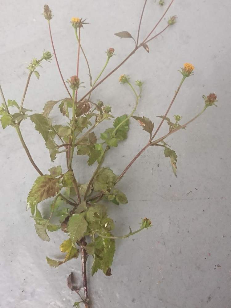 きよひこさんの投稿画像 月1月27日 Greensnap グリーンスナップ