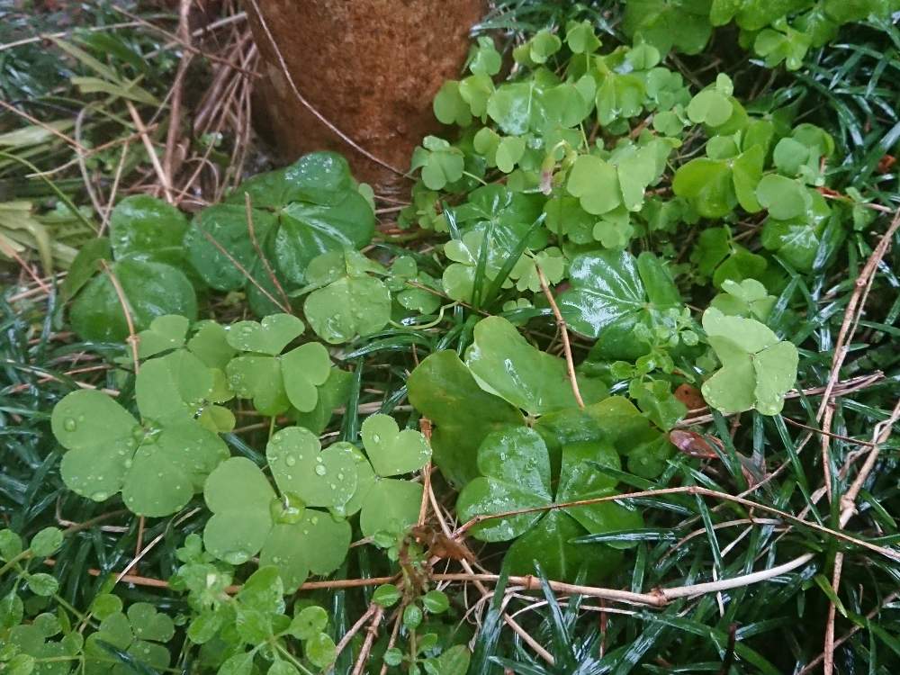 きよひこさんの投稿画像 月1月27日 Greensnap グリーンスナップ