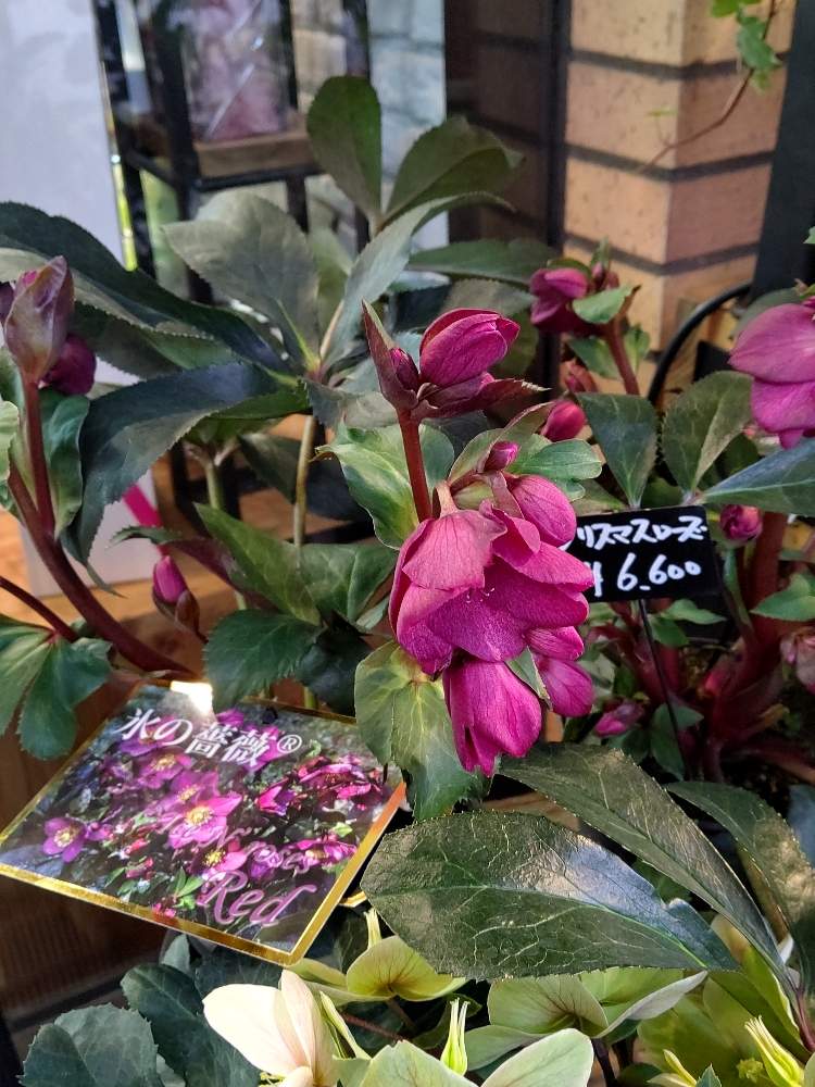 クリスマスローズ 氷の薔薇の投稿画像 By 珊瑚さん 花のある暮らしとクリスマスローズ鉢植えと氷の薔薇 と兵庫県 月1月27日 Greensnap グリーンスナップ