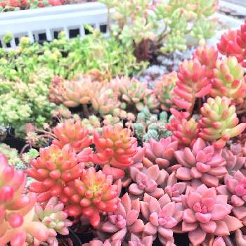 野原園芸の投稿画像一覧 Greensnap グリーンスナップ