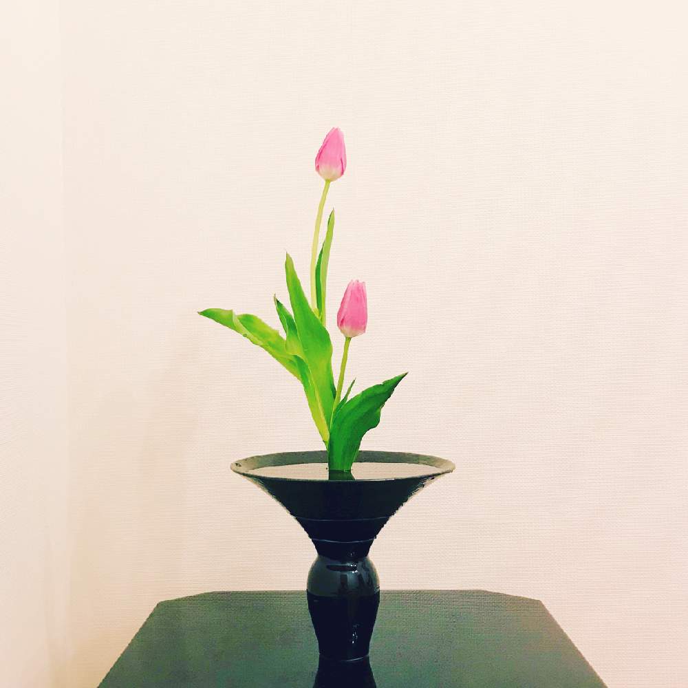 チューリップの投稿画像 By ありちゃんさん 花のある暮らしと池坊 月1月27日 Greensnap グリーンスナップ