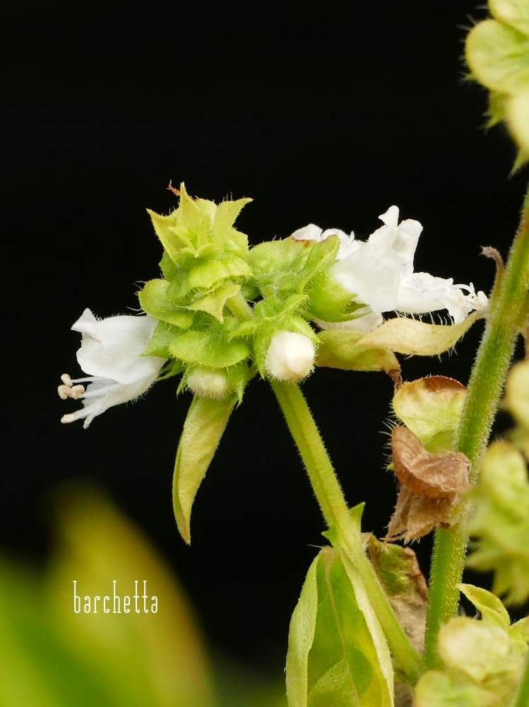 バジルの投稿画像 By Barchettaさん 食べれると多年草としろいはなと白い植物フォトコン 月1月27日 Greensnap グリーンスナップ