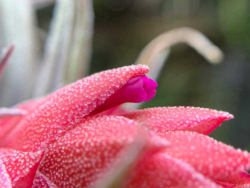 Tillandsia heubergeri｜🍀GreenSnap（グリーンスナップ）