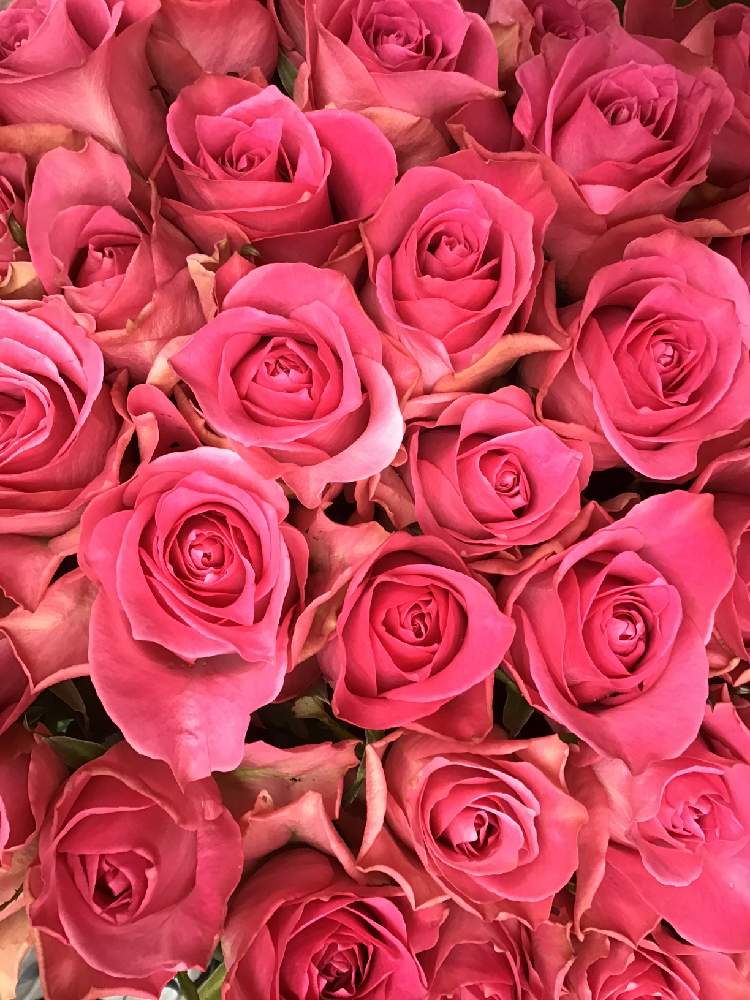 薔薇 ブロッサムピンクの投稿画像 By かずさん 花のある暮らしとロザリアン とレッスン用とお花大好き 月1月28日 Greensnap グリーンスナップ