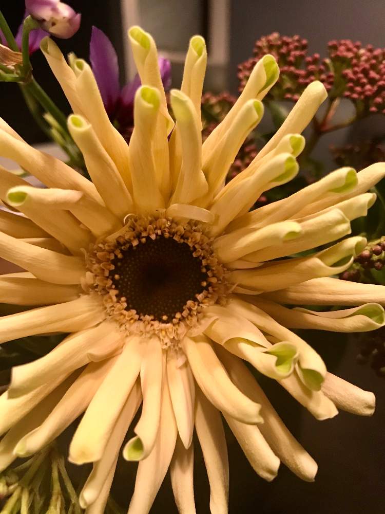 花のある暮らしの投稿画像 By ゆきちんさん ガーベラと広島 月1月28日 Greensnap グリーンスナップ