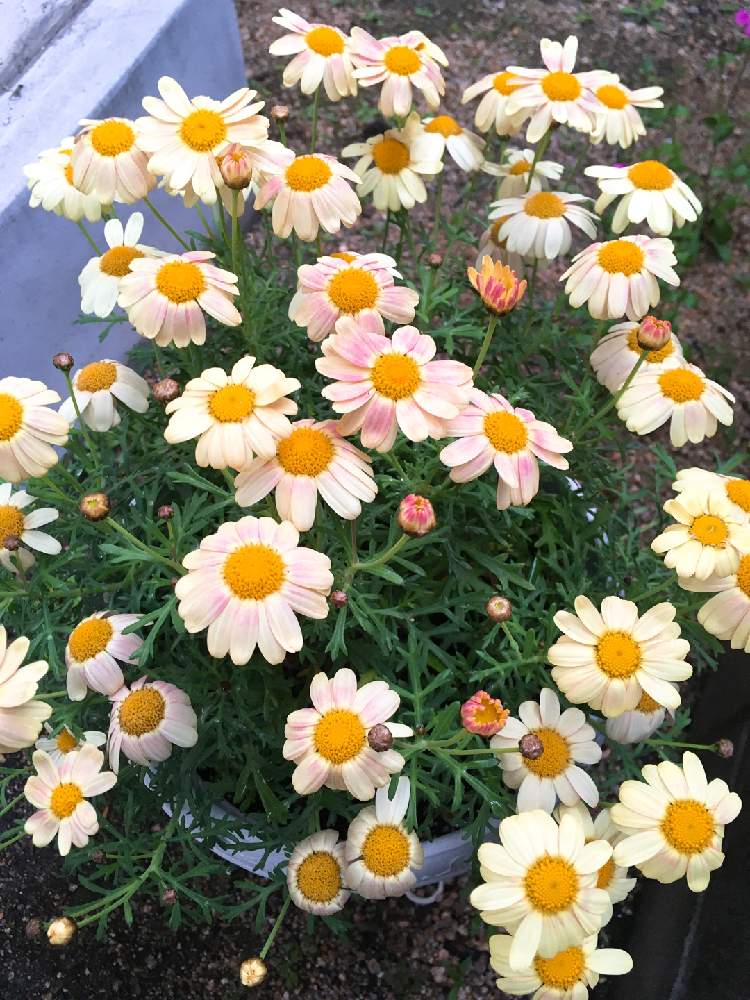 マーガレットの投稿画像 By かめちゃんさん 冬に咲く花フォトコンとベランダガーデニングと癒しとベランダガーデンと植中毒と今日の一枚と鉢植えとガーデニングと花のある暮らし 月1月28日 Greensnap グリーンスナップ