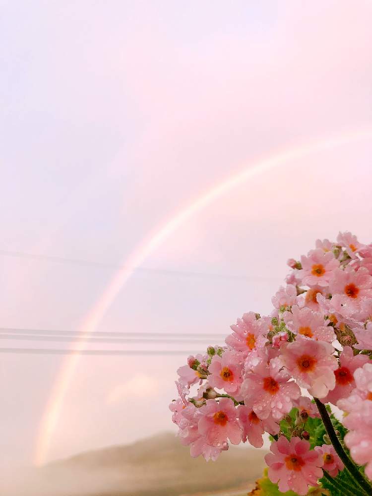 さくら草 の投稿画像 By ゆうさん 雨上がりとネコのいる暮らしとかわいい W W とかわいい と虹 にじ とにじと可愛い桜草とレインボー と花のある暮らしとさくら草 と雨上がりとネコのいる暮らしとかわいい W W とかわいい と 虹