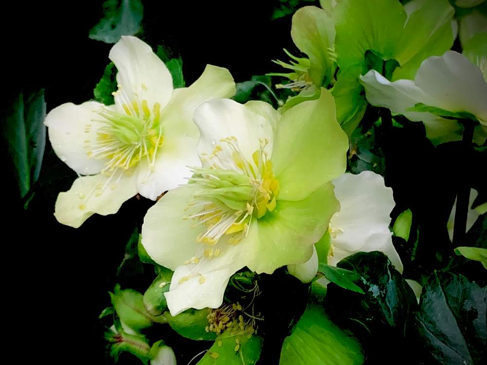 ガーデニングの投稿画像 By Manboさん 季節の花と花のある暮らし 月1月28日 Greensnap グリーンスナップ