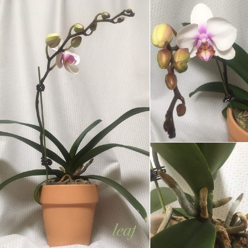 ミキスマイルの投稿画像 By Leafさん 頑張ったの と清楚とありがとうと綺麗と可愛いと歓喜と花のある暮らしと胡蝶蘭 ミディとバルコニスト 月1月28日 Greensnap グリーンスナップ ミキスマイルの投稿画像 By Leafさん 頑張ったの と清楚とありがとうと綺麗と可愛いと歓喜と花のある暮らしと胡蝶蘭 ミディとバルコニスト 月1月28日 Greensnap グリーンスナップ