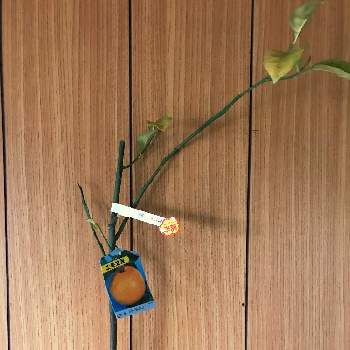 土佐文旦 パールカンの投稿画像一覧 Greensnap グリーンスナップ