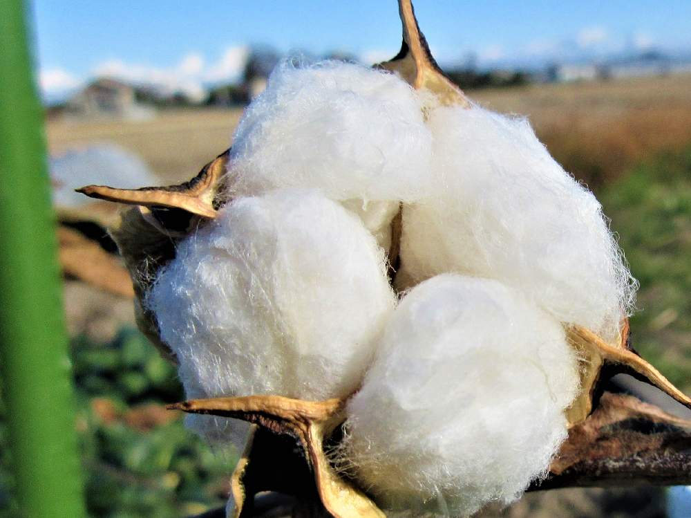 コットンボール 綿 の投稿画像 By 栗 かのこさん コットンボールとふわふわ と綿花の実 月1月28日 Greensnap グリーンスナップ