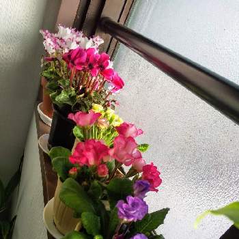 可愛い(=^・・^=)の画像 by じゅんさん | 窓辺とピンクの花とかれんな花といやし♡と黄色のお花とバラ咲きプリムラジュリアンとはなやかと花いきいき元気と美しい✨✨とミニシクラメン☆と花のある暮らしと可愛い(=^・・^=)と紫の花