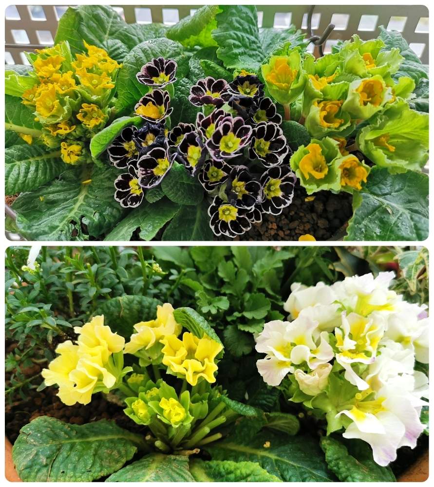 プリムラジュリアンの投稿画像 By Shimshimさん プリムラジュリアンとかじられたプリムラジュリアンとかじられたプリムラジュリアンとかじられたプリムラジュリアンと寄せ植えとかじられた と鳥 被害注意報発令中 と鳥被害と花のある暮らしと 冬とヒヨドリ被害