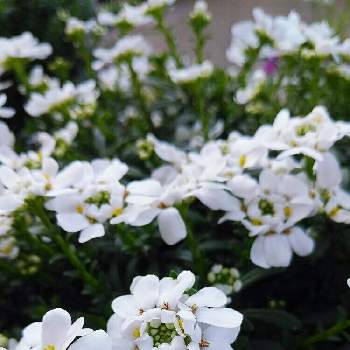 小さな白い小花の画像 by ゆめ☆さん | お出かけ先とイベリスとイベリス ブライダルブーケと今日も笑顔で♡と冬に咲く花フォトコンと小さな白い小花と楽しい1日になりますように❤️❤️と素敵な花言葉と花のある暮らし