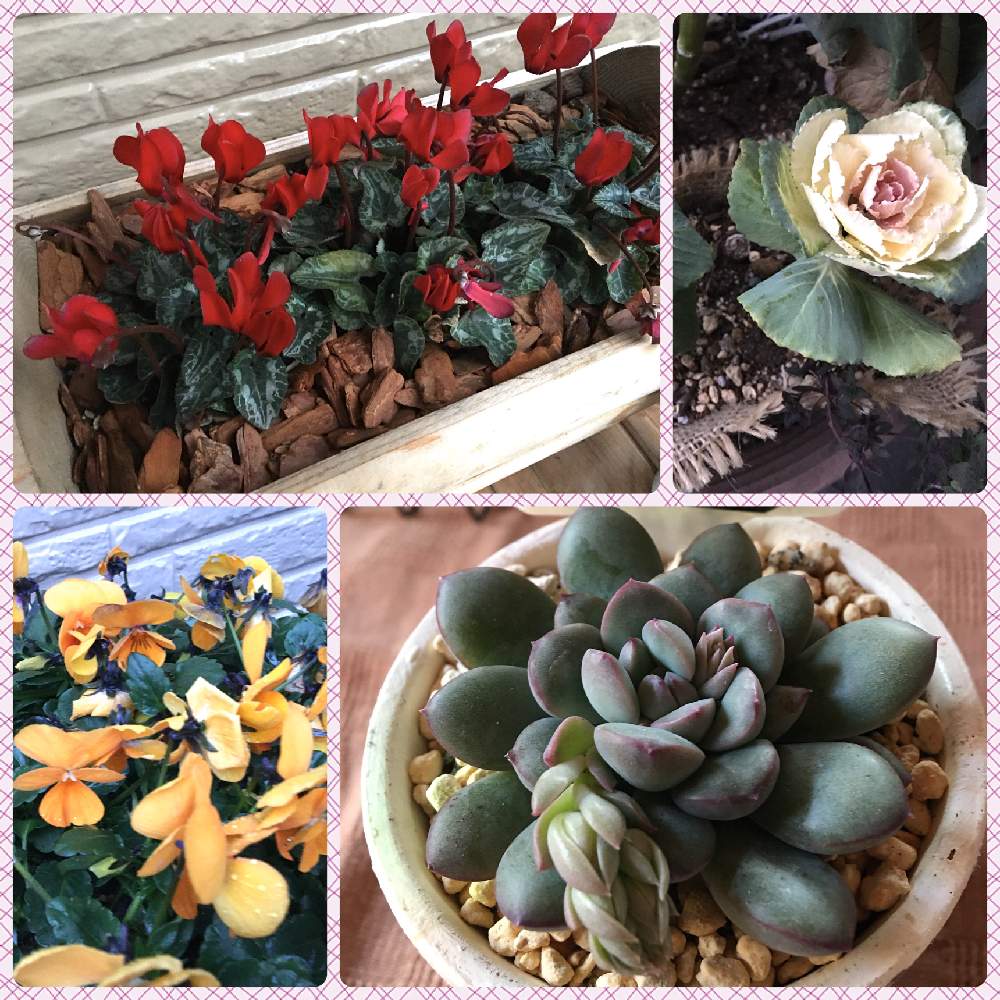 限定価格セール クレア パキベリア 多肉植物 花芽付き その他 Csjla Pe