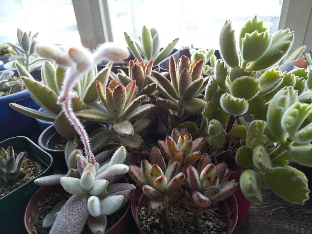 月兎耳の投稿画像 By Greennyanさん 熊童子と福兎耳とチョコレートソルジャーと黒兎と白兎耳とバイオレットとリンネ兎と窓辺と多肉植物とカランコエ 属とコチレドン属とモケモケと多肉植物とカランコエ属とコチレドン属とモケモケ 月1月29日 Greensnap グリーン