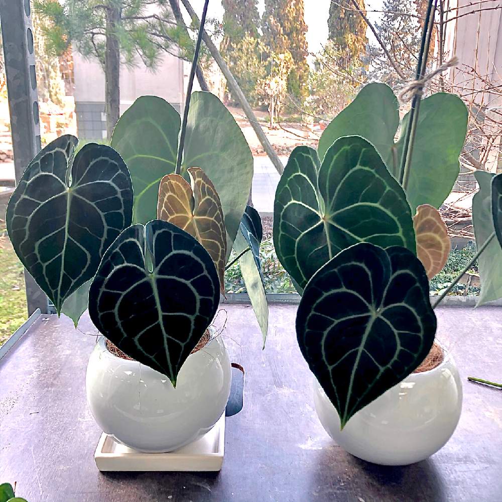 アンスリウムの投稿画像 By 豊明花き株式会社さん アンスリウム クラリネルビウムと部屋とかっこいい とアンスリウム と観葉植物と植物のある暮らしと花 は癒しと豊明花きと綺麗と愛知豊明花き地方卸売市場と花のある暮らしとかわいいと個性的と豊明市場とかっこいい アンスリウムの投稿画像 By 豊明花き株式会社さん アンスリウム クラリネルビウムと部屋とかっこいい とアンスリウム と観葉植物と植物のある暮らしと花 は癒しと豊明花きと綺麗と愛知豊明花き地方卸売市場と花のある暮らしとかわいいと個性的と豊明市場とかっこいい