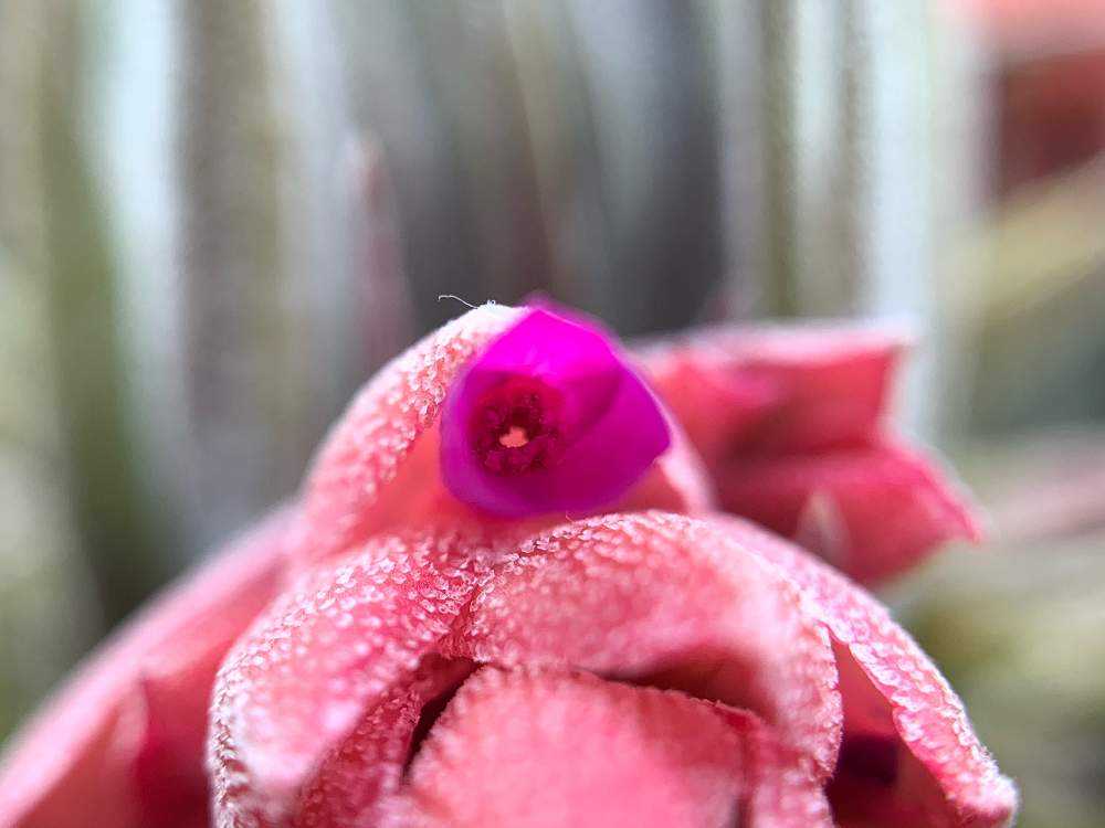 Tillandsia heubergeri｜🍀GreenSnap（グリーンスナップ）