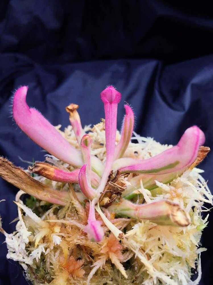 カッコいいの投稿画像 By もっちもちさん 食虫植物と美しいとレアもの と珍奇植物とヘリアンフォラ属と食虫植物 ヘリアンフォラ 月1月29日 Greensnap グリーンスナップ