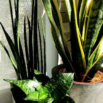 サンスベリアハニーコンパクタの投稿画像一覧 Greensnap グリーンスナップ