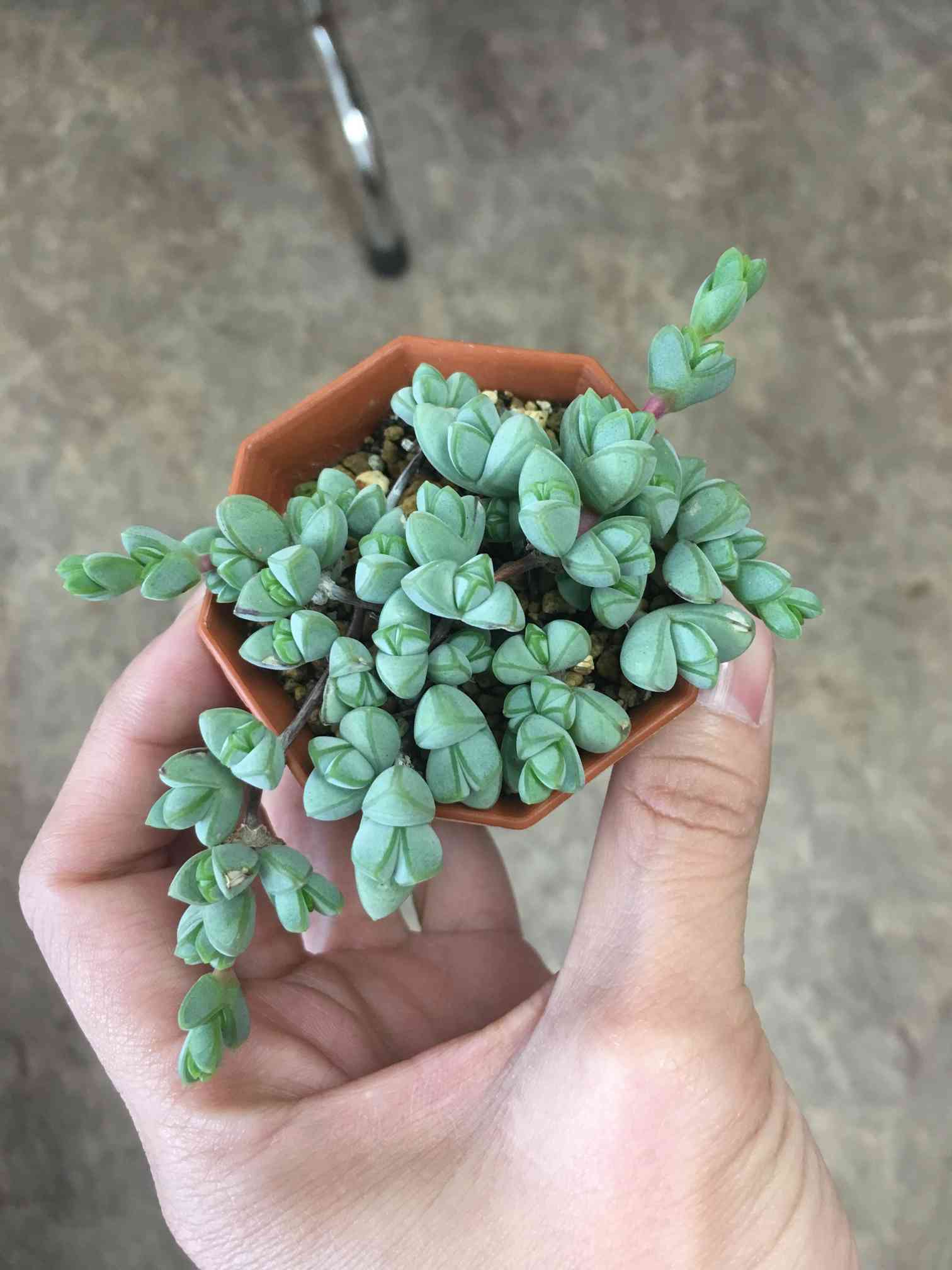 瀕死の碧魚連を挿し穂した結果｜🍀GreenSnap（グリーンスナップ）