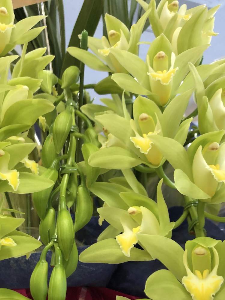 シンビジュームの投稿画像 By カンパニュラさん シンビジウムときれいな色 と鉢植えとホームセンターと花のある暮らしとお花屋さん 月1月29日 Greensnap グリーンスナップ