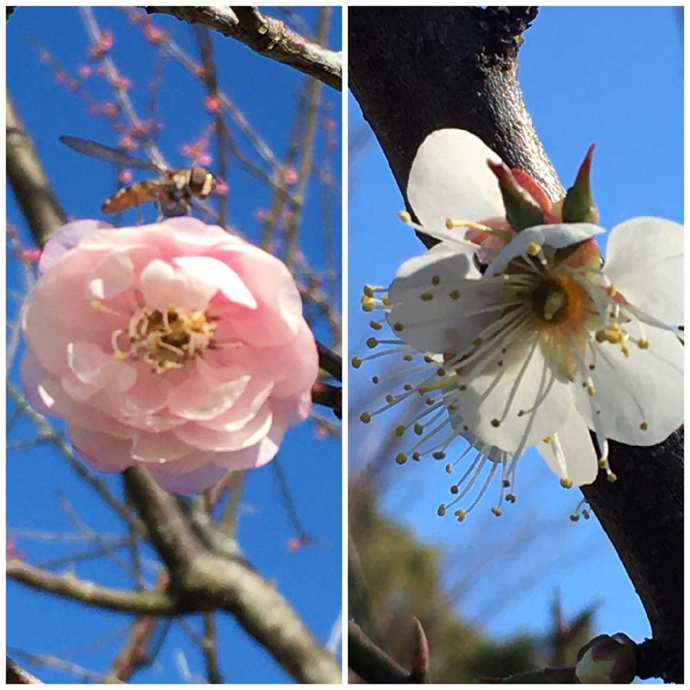 台閣梅 の投稿画像 By たえポンさん 台湾梅 とお出かけ先と梅祭りと珍しい梅と台湾梅と花のある暮らしと台閣梅と小田原フラワーガーデンと梅祭りと珍しい梅 と台湾梅と花のある暮らしと台閣梅と小田原フラワーガーデン 月1月29日 Greensnap グリーンスナップ