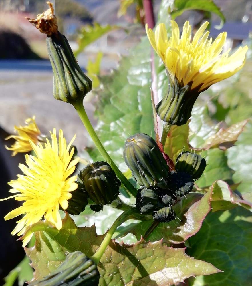 ノゲシの投稿画像 By ユーミさん 野の花とケシアザミ とキク科ノゲシ属と山野草と食べられるます とハルノノゲシ と散策と朝日を浴びて 月1月29日 Greensnap グリーンスナップ