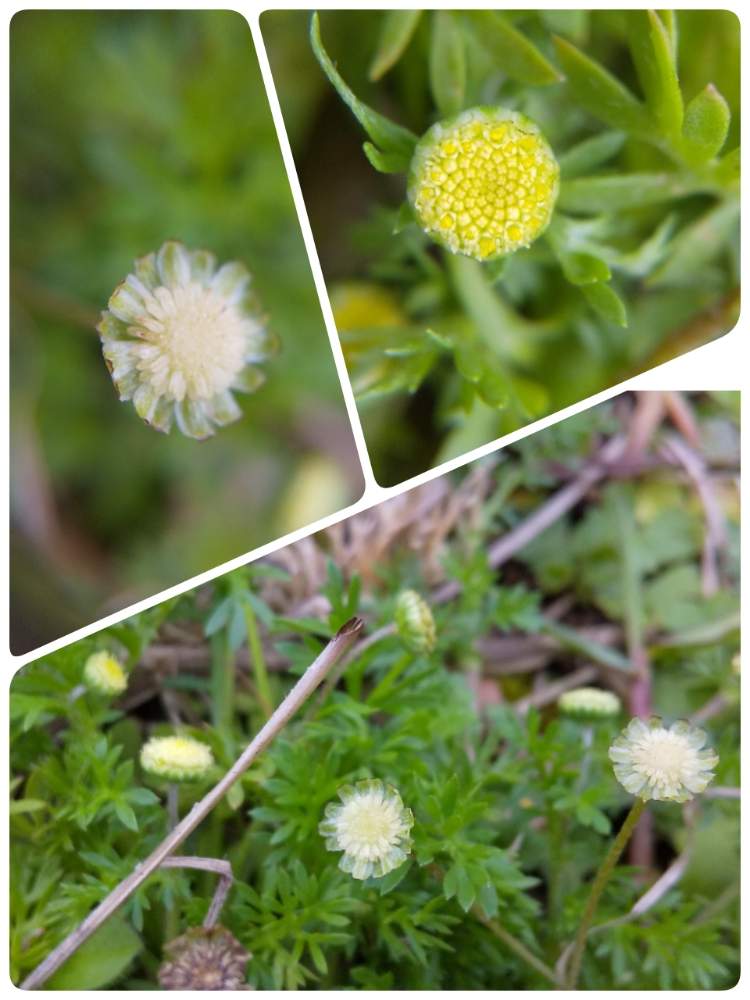 道端の草花の投稿画像 By そら さん 小さい花と花のある暮らしと黄色いお花とかわいい花 月1月29日 Greensnap グリーンスナップ