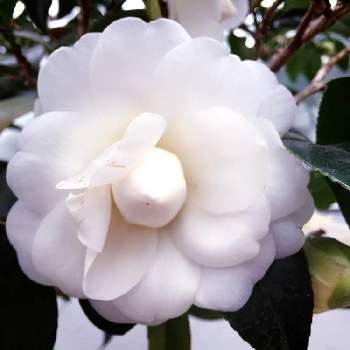 ツバキの白花の画像 by おんぷ♪さん | キュンキュン乙女倶楽部とフローラルドームとツバキの白花と美しいと純白とお花が好き♡と花のある暮らしと清楚な白いお花とiPhone撮影