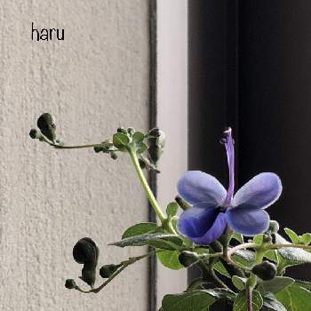 ブルーバタフライ の投稿画像一覧 Greensnap グリーンスナップ