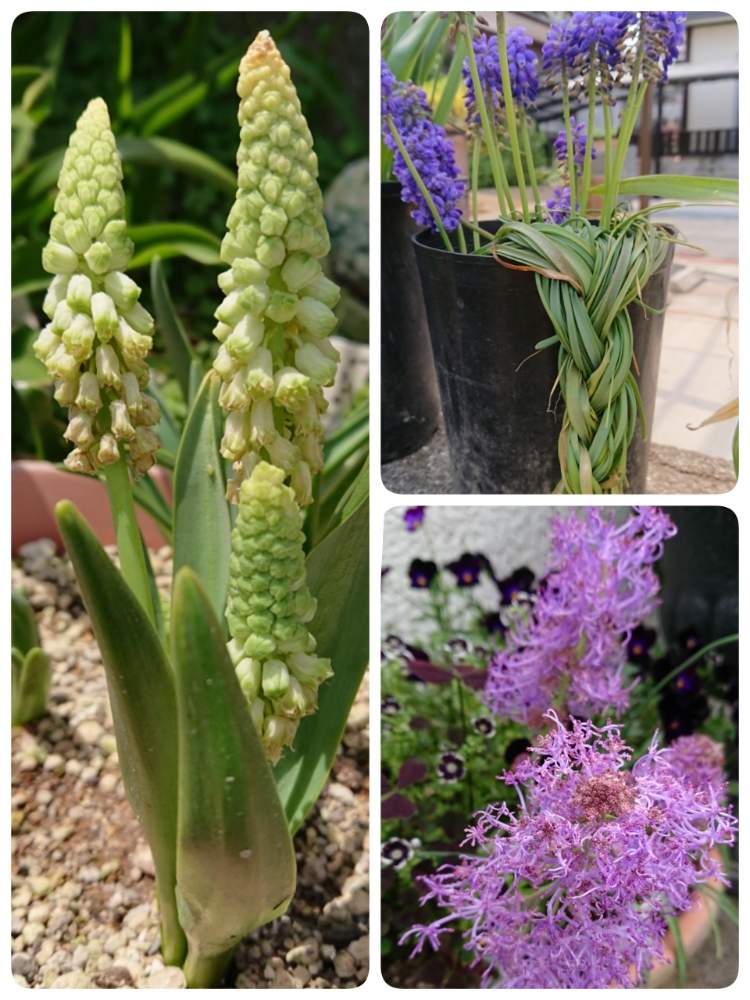 ムスカリ アルメニカムの投稿画像 By Syamunekoさん ムスカリ グリーンパールとムスカリ コモーサムプルモーサと黄緑の花とお花大好き とピンクの花とひやみかち首里城 と今日のお花と球根と猫大好き と花のある暮らしと紫の花と球根大好き 月1月29日